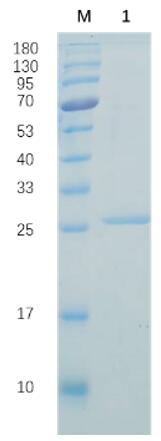 Reducing 12% SDS-PAGE analysis profile of purified 027C (CBB stained)